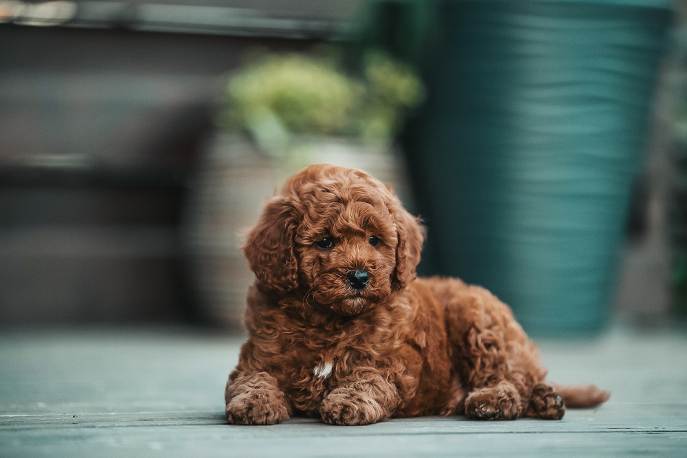 Dog Breeds
