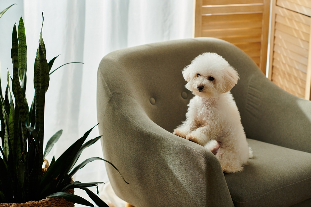 Dog Breeds, small dog breeds