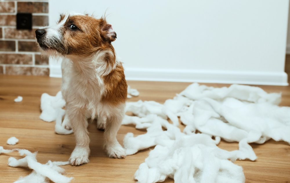 Dog Bonding Tip