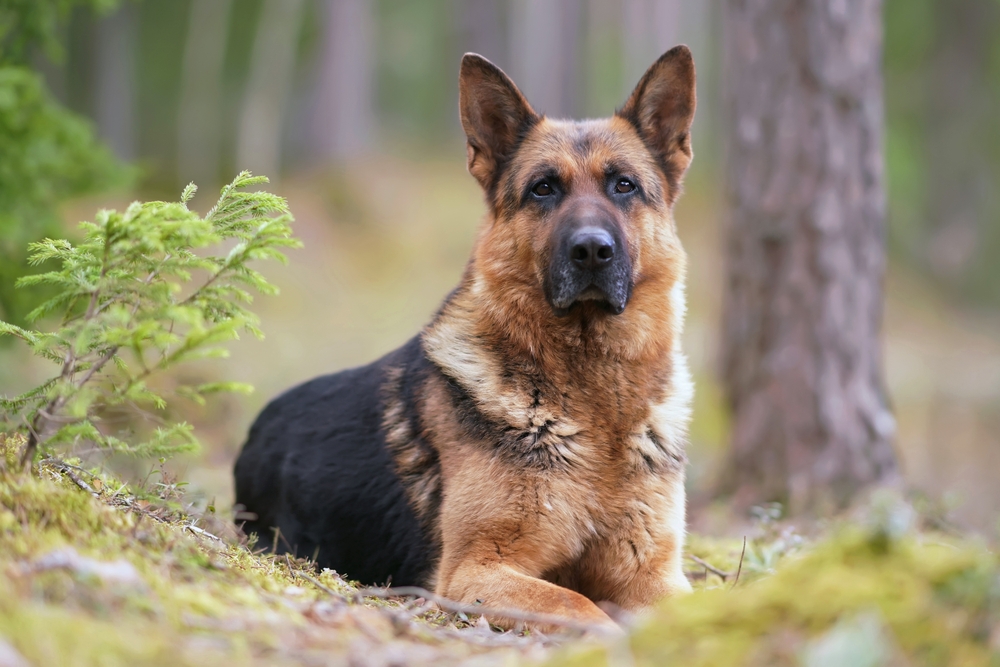 Sweet Dog Breed