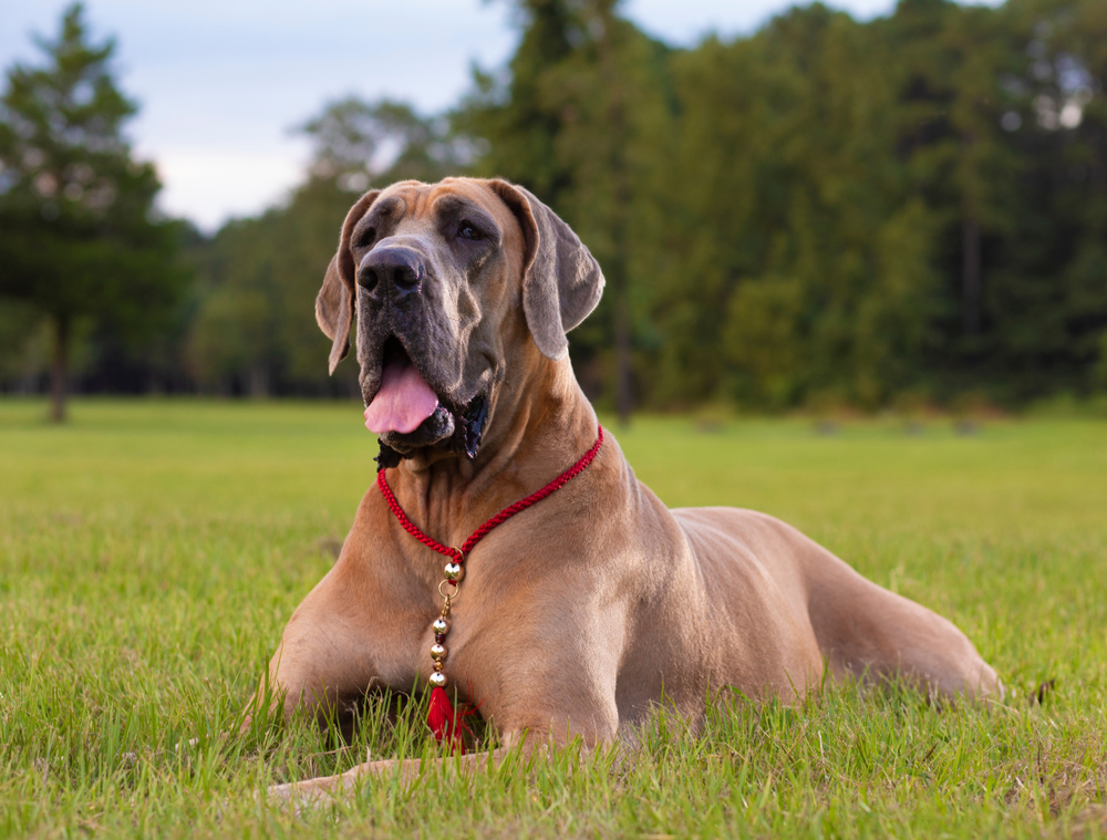 Sweet Dog Breed