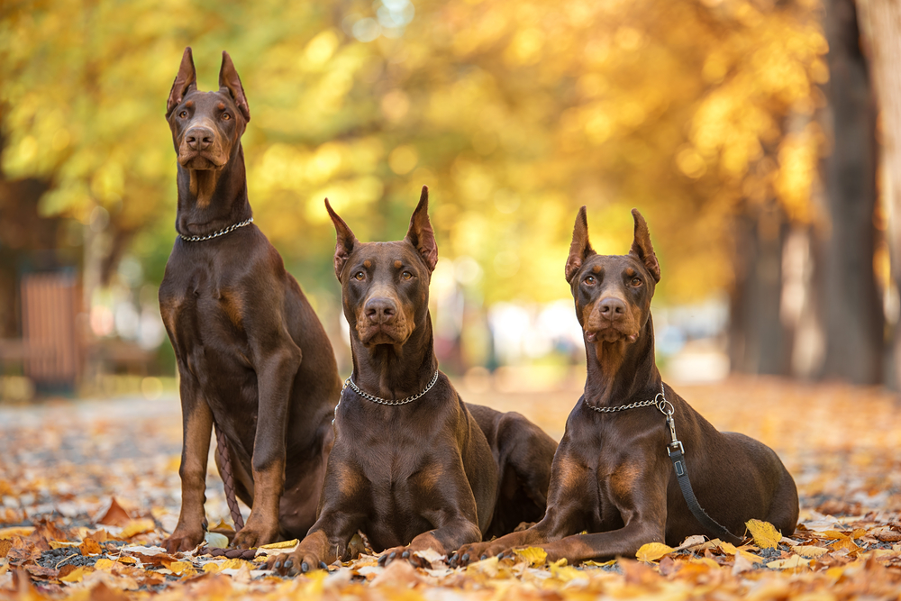 Sweet Dog Breed