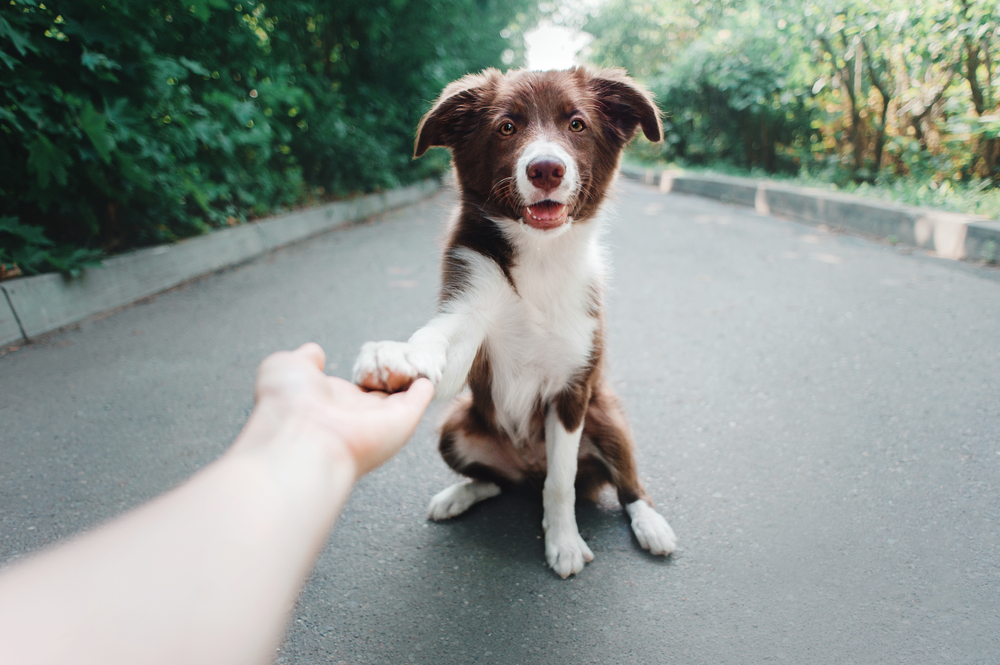 clingy dog breeds