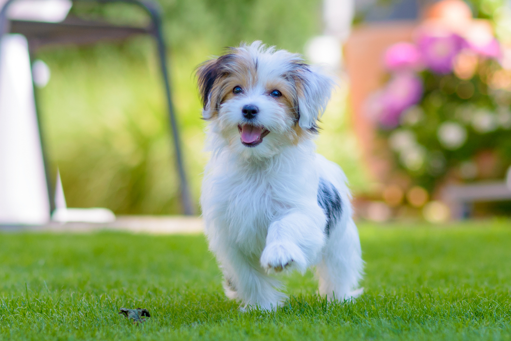 apartment-friendly dog breeds, clingy dog breeds