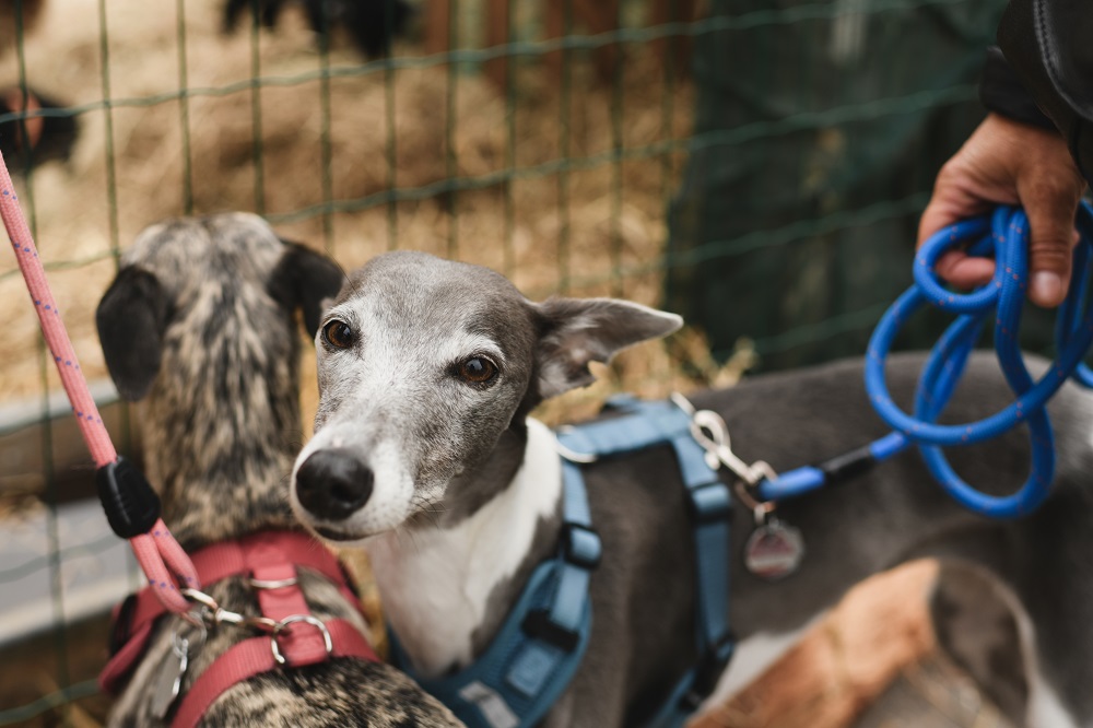 People with anxiety, emotional support dogs