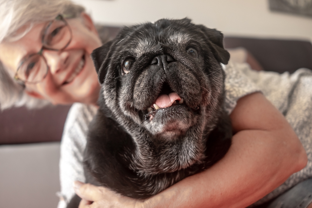Small Dog Breeds for Seniors, independent dog breeds