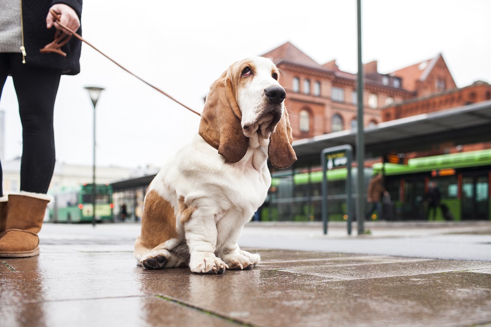dog breeds
