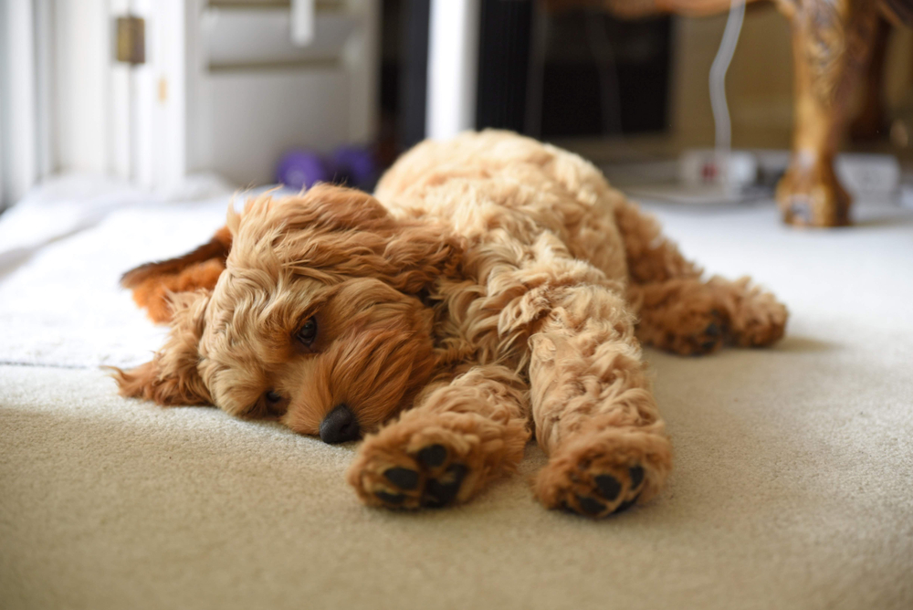 Small Dog Breeds for Seniors