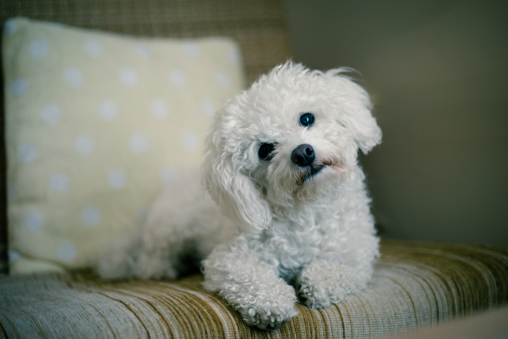 Canine Habit