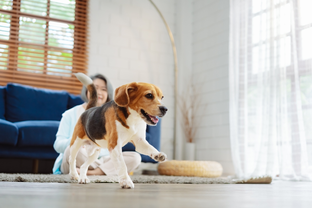 Canine Habit