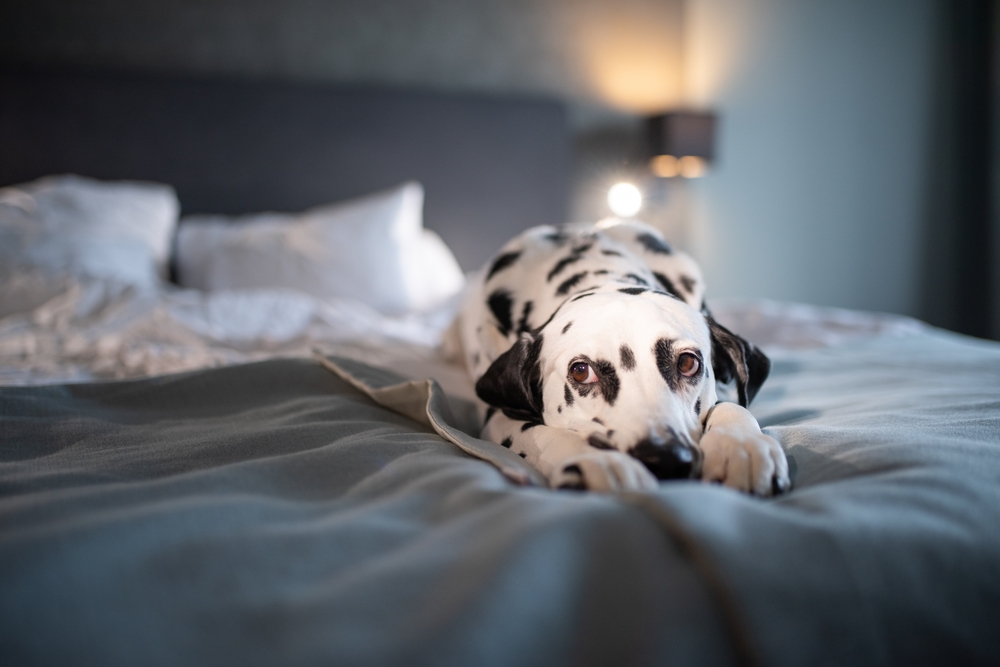 Canine Habit
