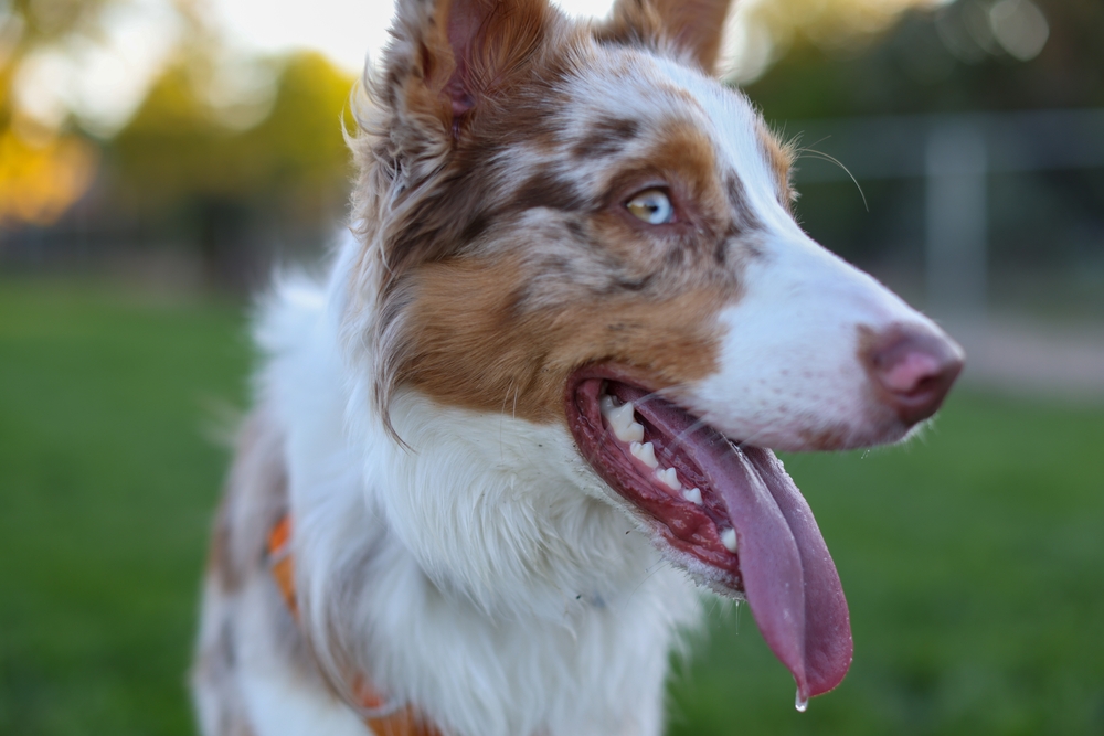 border collie