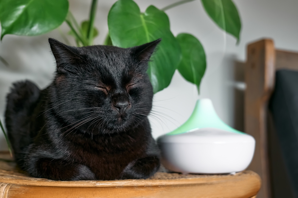 cat 