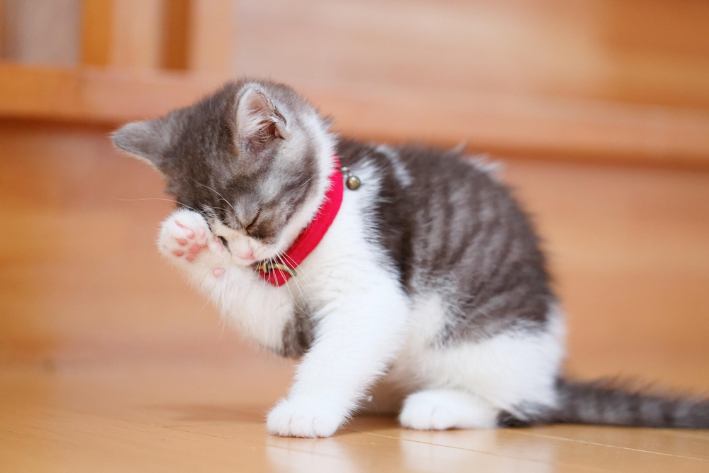 cat