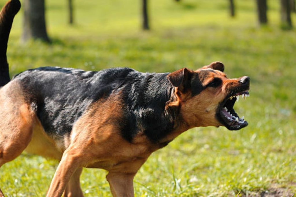 dog-charging
