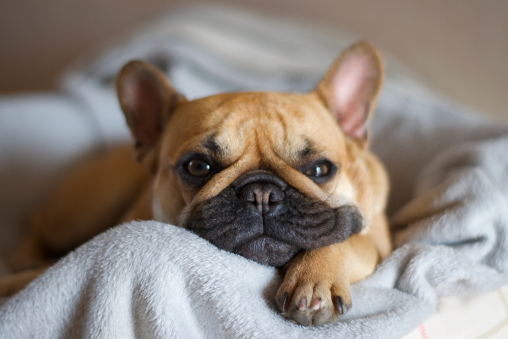 dog sleeping