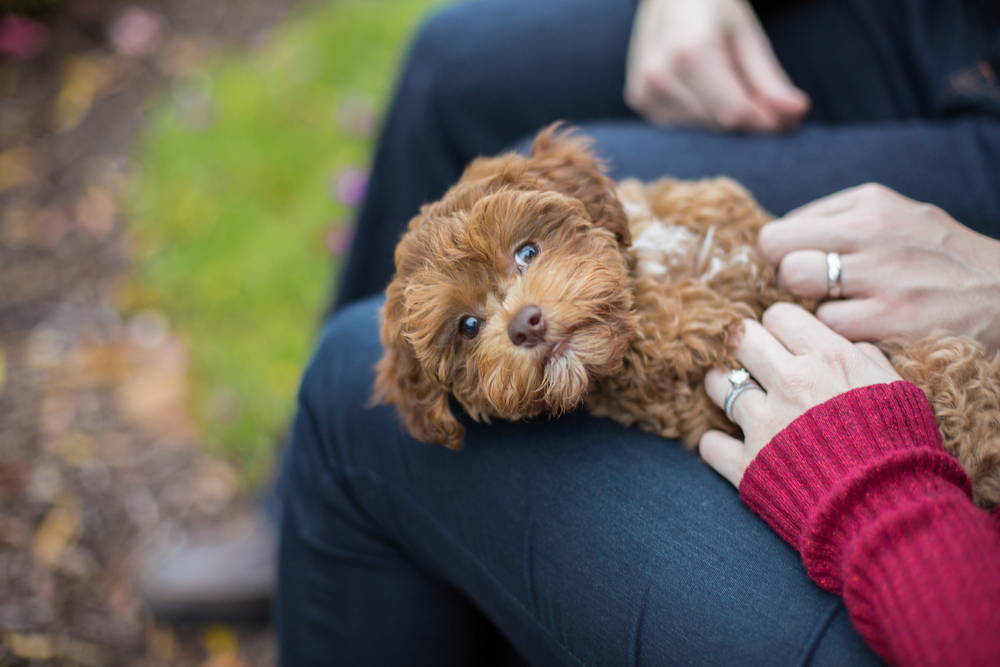 havanese