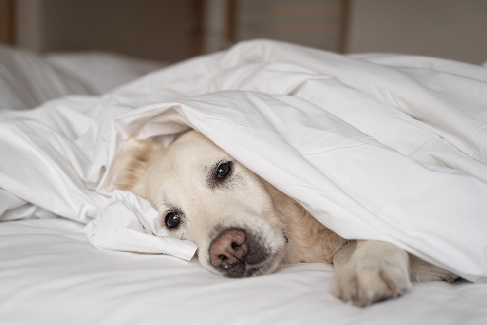 sick dog