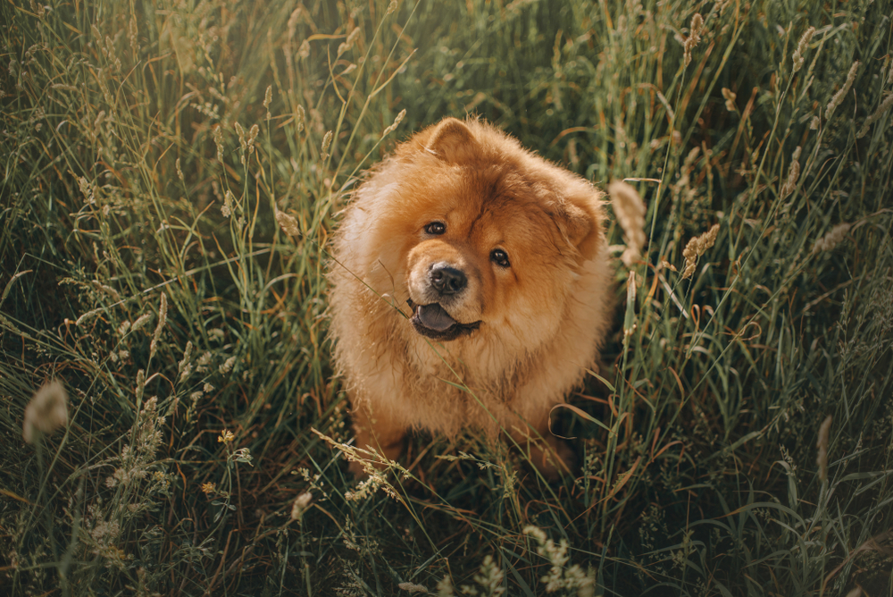 low-IQ dog breeds