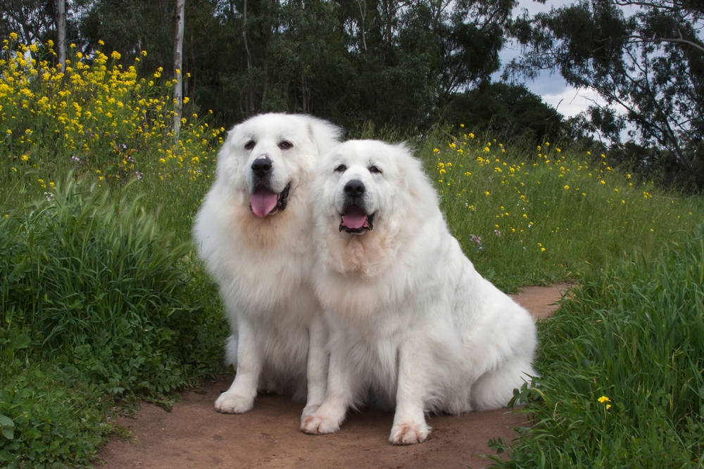 independent dog breeds