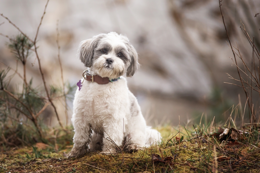 low-IQ dog breeds