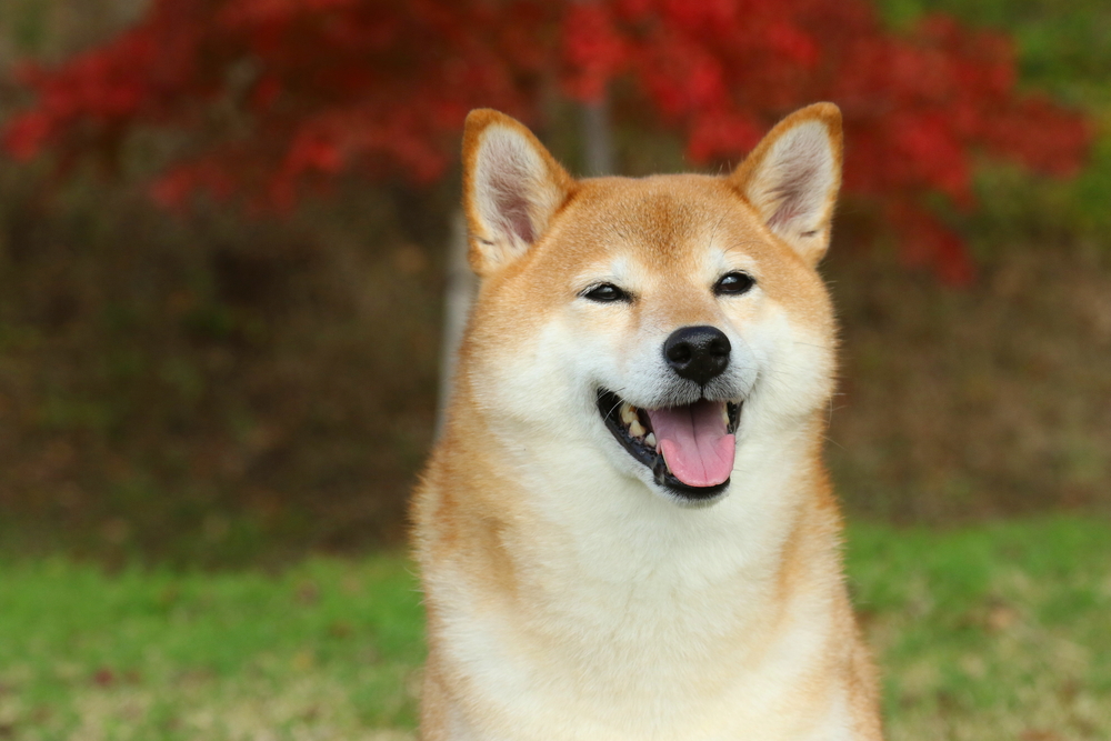 independent dog breeds 