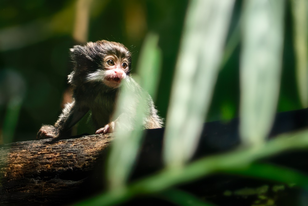 world's tiniest monkey breeds