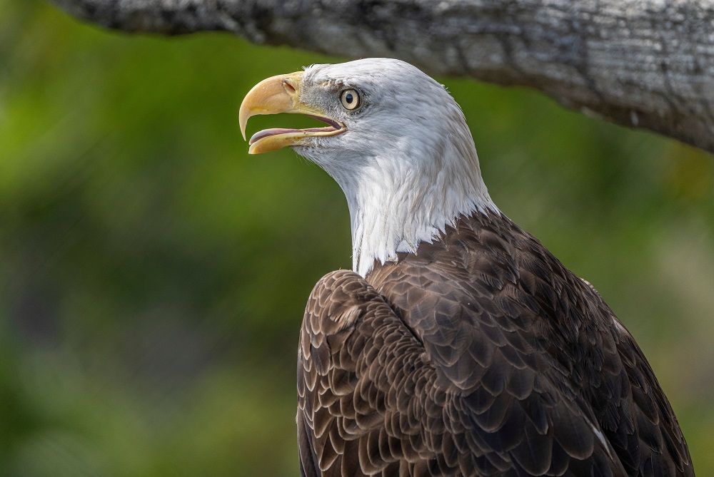 must-see animals in National Wildlife Refuges