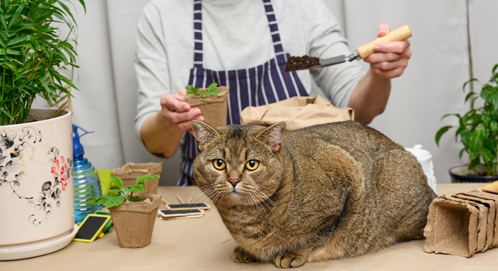 Chubby Cat