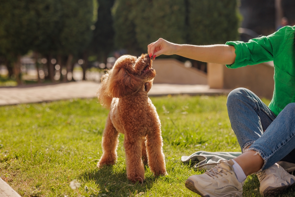 Longest-Living Dog Breeds