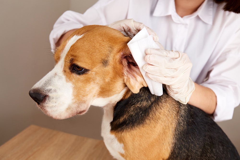 dog health problems 