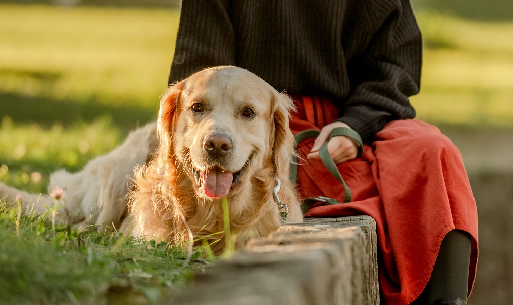 first-time dog owner