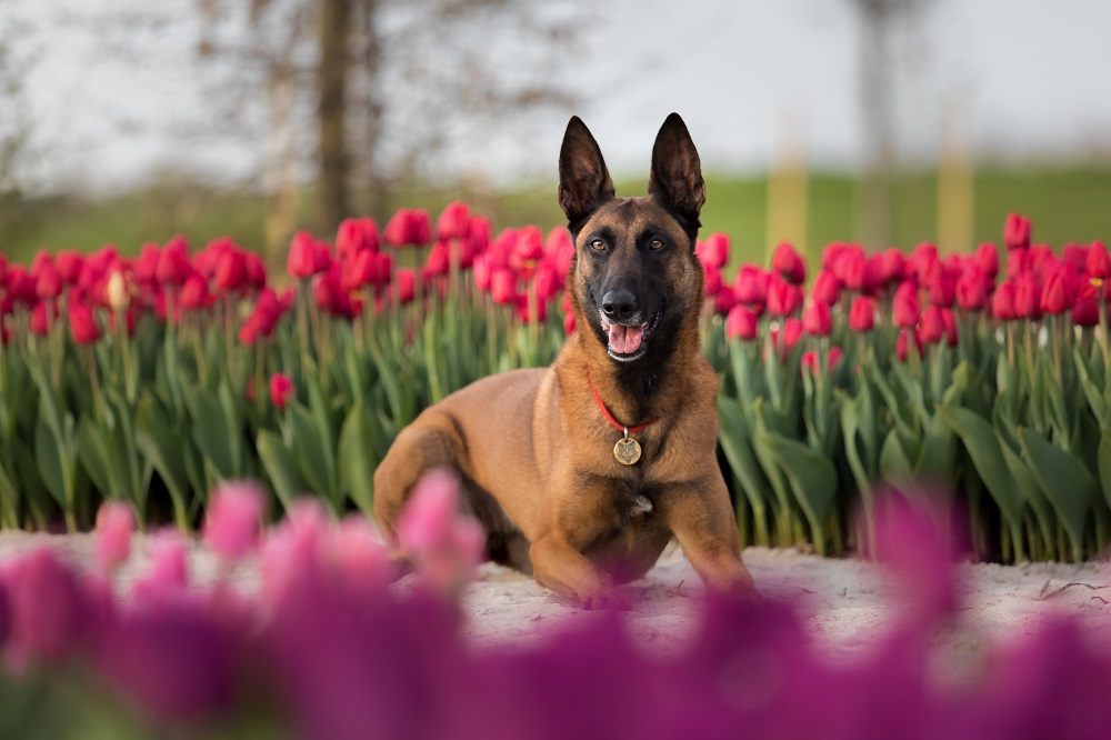 best guard dogs to protect