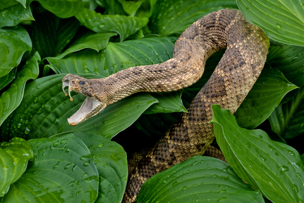 Snake