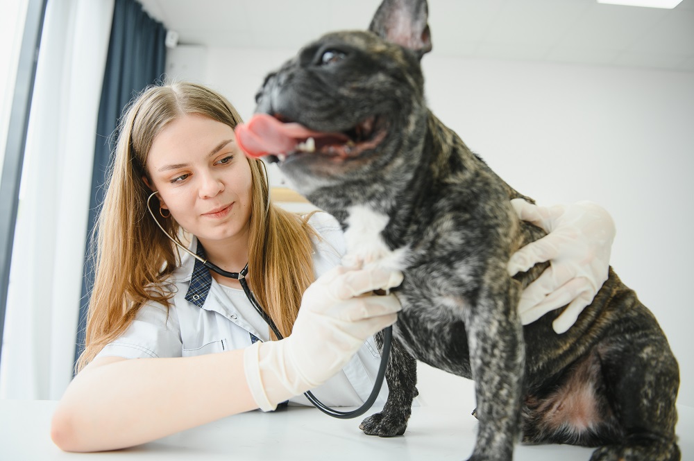 Gastritis in dogs