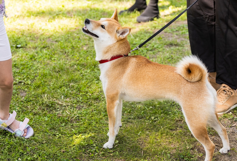 best guard dogs to protect you