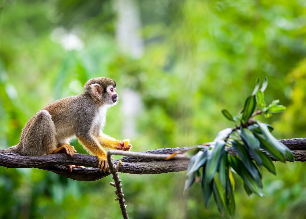 world's tiniest monkey breeds