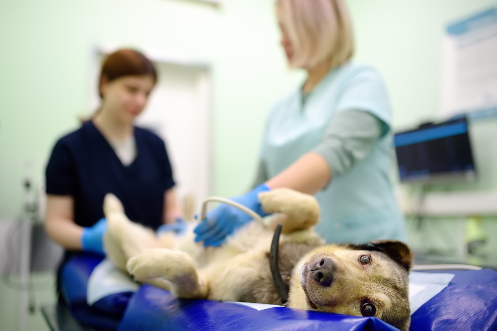 dog health problems