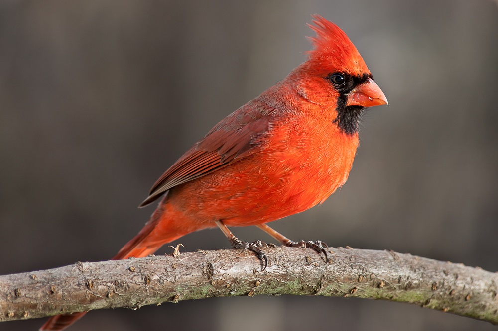 Beautiful Birds, native to America 