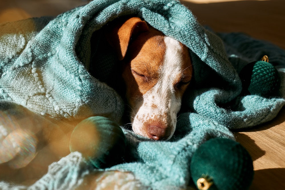 Gastritis in dogs