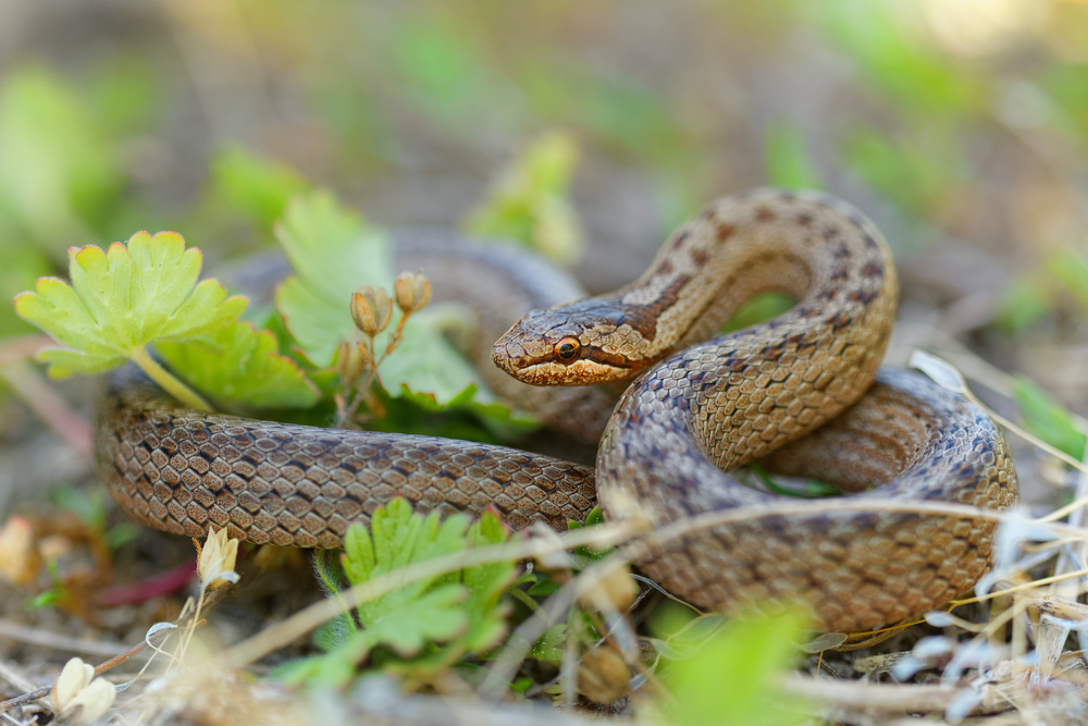 Snake