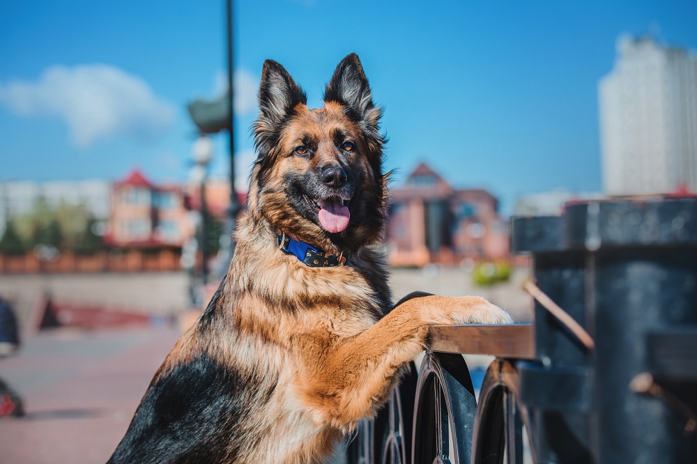 best guard dogs to protect you