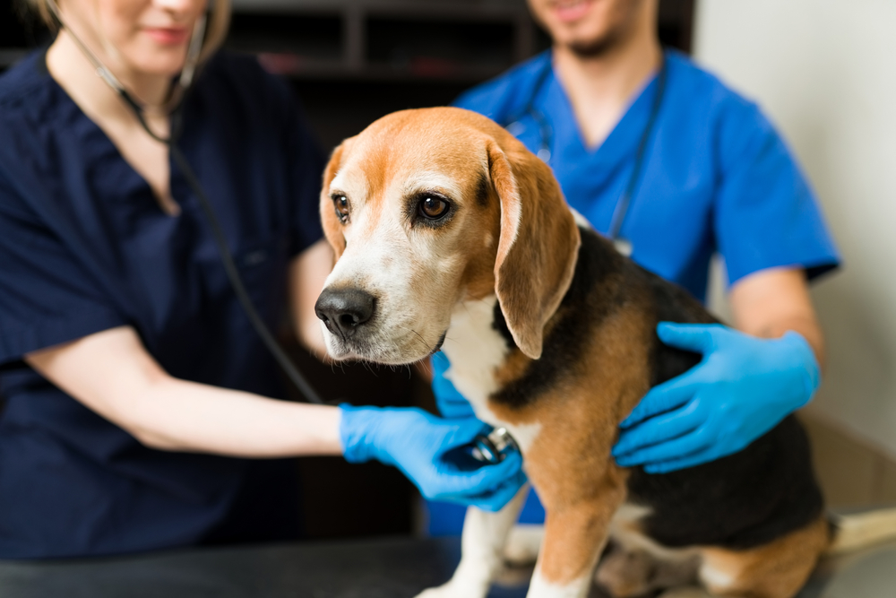 Gastritis in dogs