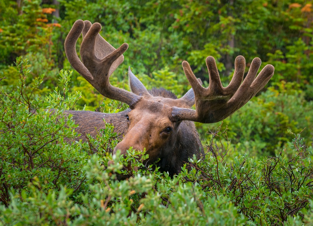 must-see animals in National Wildlife Refuges