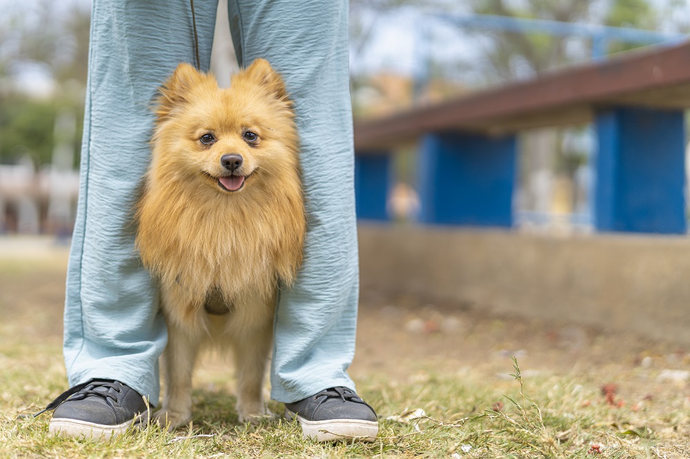 dogs that hate being left alone