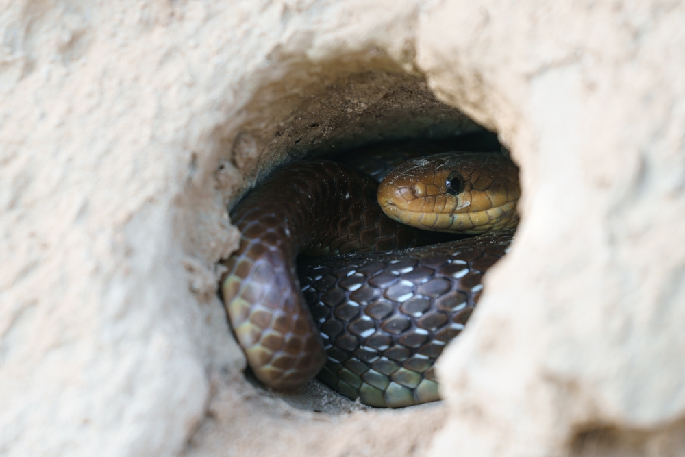 Snake