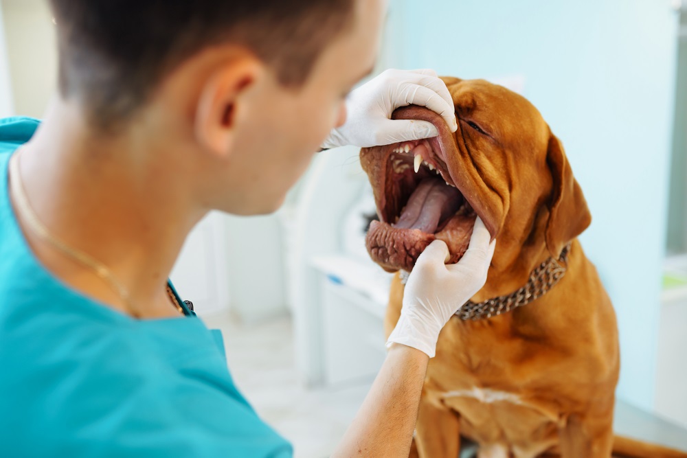 dog health problems