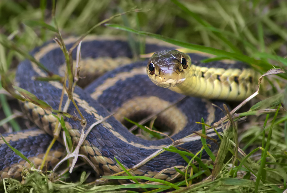 Snake