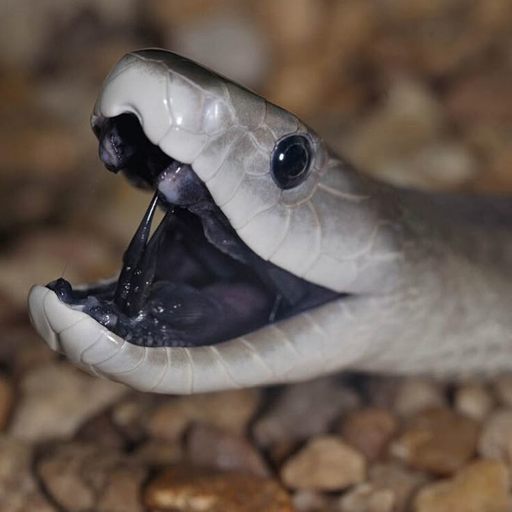 snake 