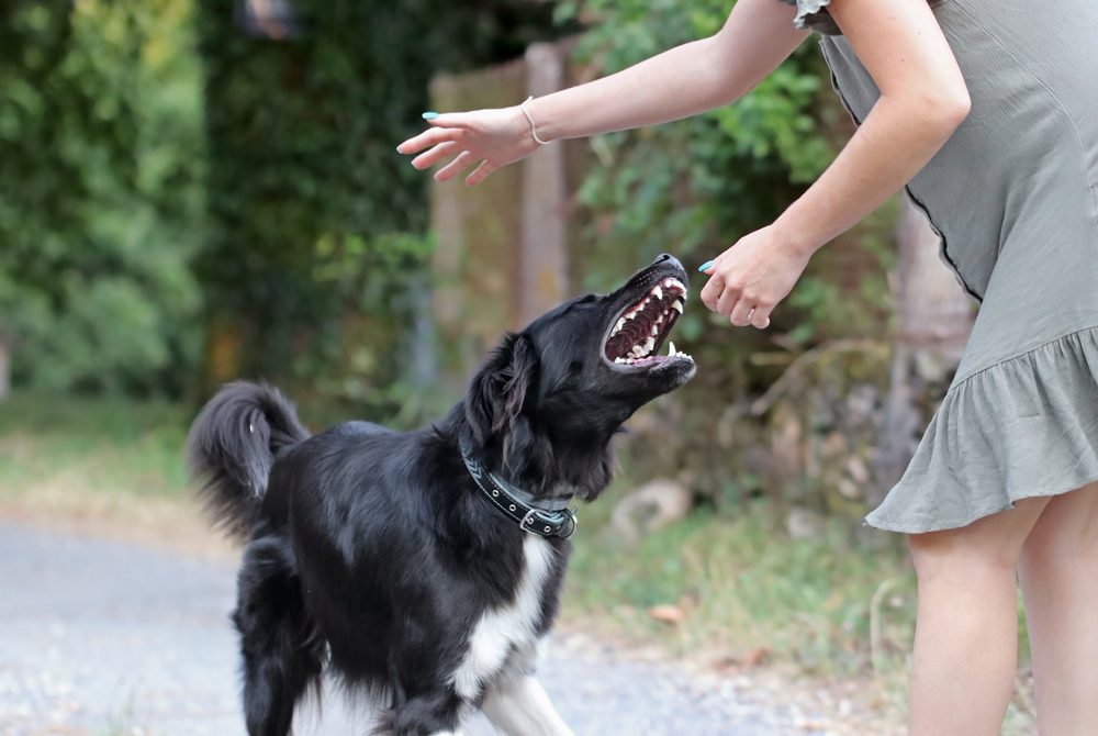 Dog Acting Aggressive dog bite